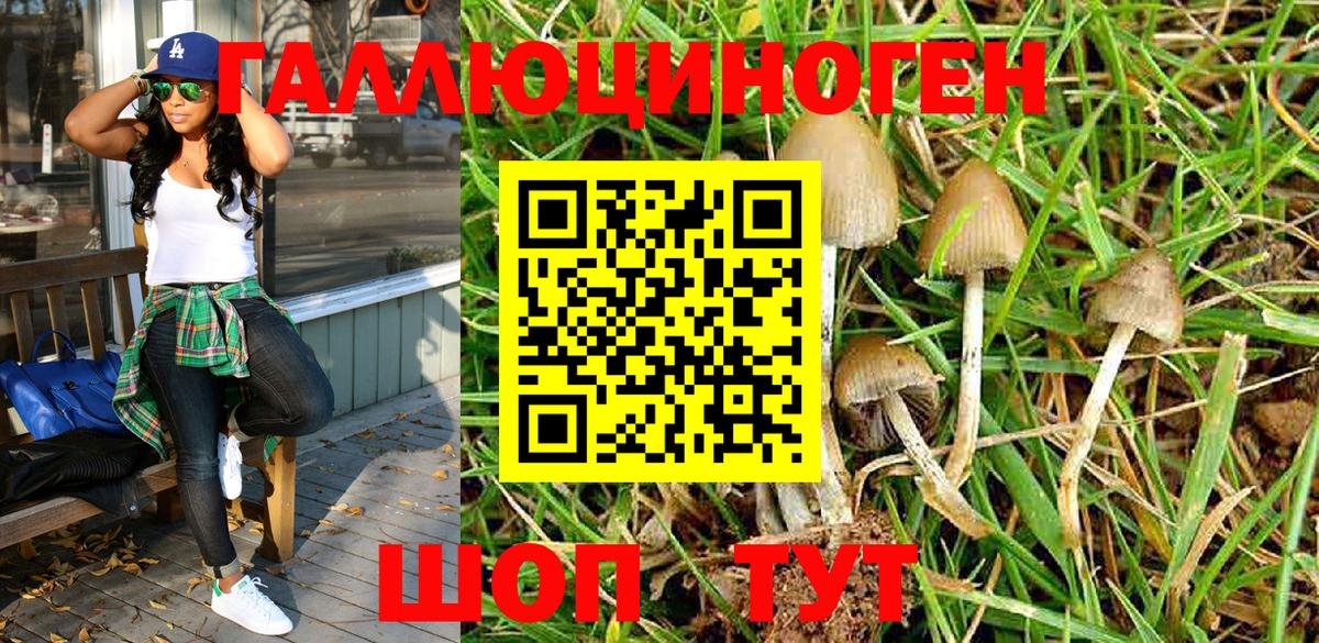 Псилоцибиновые грибы Psilocybine cubensis Донской